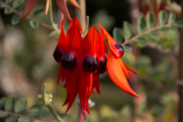 Closeup of  Sturt Pea, red Swainsona formosa Flower   