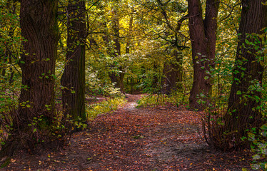 Autumn. Forest. Scenery. Autumn colors transformed the forest. Light fog makes you mysterious. Nice walk.
