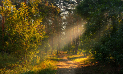 Forest. Scenery. Good sunny morning. The rays of the sun penetrate the trees, creating a pleasant atmosphere for a walk.