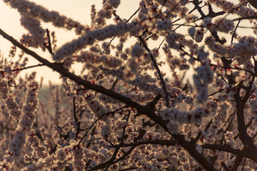 Branch of pink and white peach tree flowers on a natural background. Pink and soft fresh tones. Aitona landscape