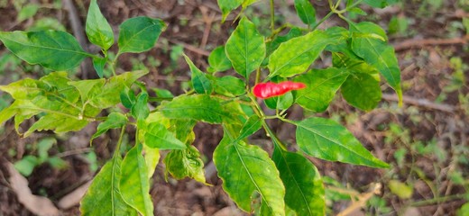 green tomatoes in the garden