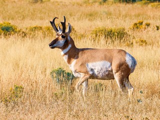 Antelope Grazing