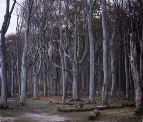 ghost forest on the Baltic Sea near nienhagen