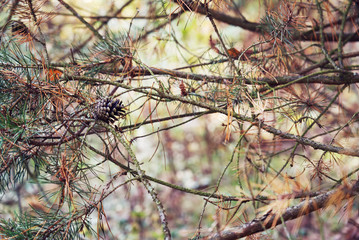 pine cone on the tree - autumn