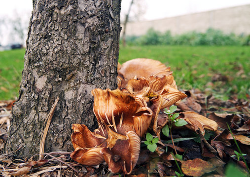  Mushrooms - Auriculariales - growing under the apple tree trunk.
