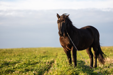 Horse on green pasture with green grass against blue sky with clouds. Black horse on leash