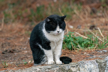Naklejka na ściany i meble Street homeless cat. Homeless stray cat on street. Wild kitten outdoor.