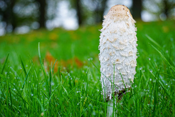 mushroom on the ground