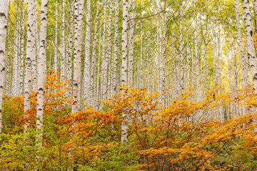 Fototapety  Gaj brzozowy z jesiennymi liśćmi