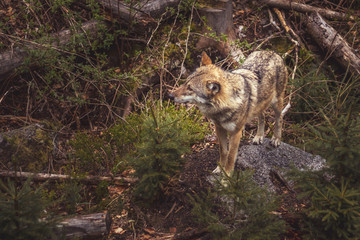 wolf in the forest - wolf standing on a large stone, moss and trees around
