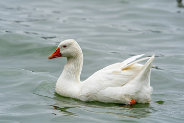 Head shot of Domestic goose (Anser cygnoides domesticus)