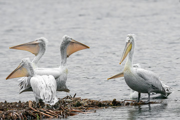 Dalmatian curly pelican (Pelecanus crispus) the world's largest fresh water bird