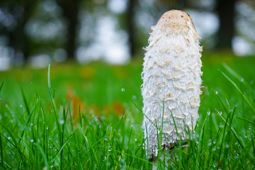 mushroom on the ground