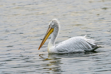 Dalmatian curly pelican (Pelecanus crispus) the world's largest fresh water bird