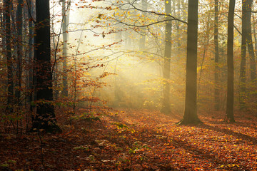 Fototapeta premium Autumn morning in old forest