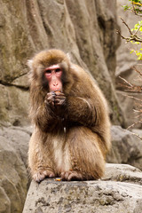 Japanese Macaque,  Macaca fuscata, captive