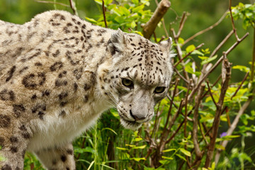 Snow Leopard, Uncia uncia, captive