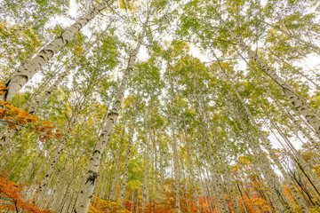 A grove of birch trees with autumn foliage