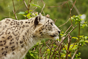 Snow Leopard, Uncia uncia, captive