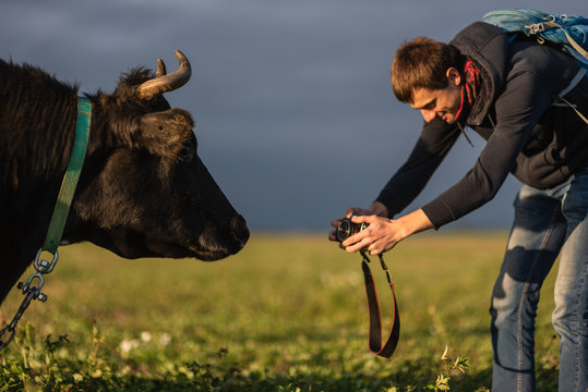 man photographs cow, photographer takes an animal