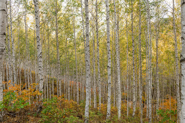 A grove of birch trees with autumn foliage