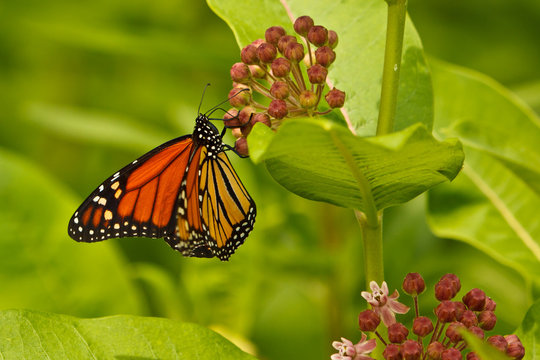 Monarch butterfly, Danaus plexippus sipping nectar from pink flowers