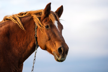 Obraz premium Portrait of horse against the blue sky, horse on leash