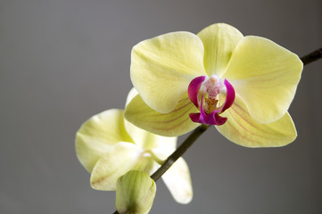 Beautiful gentle flowers of Phalaenopsis orchids on a gray background.