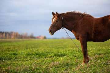 Fototapeta premium Horse on green pasture with green grass against the sky. Brown horse on the farm