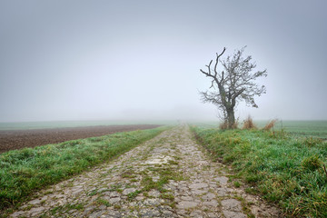 Moody foggy autumn landscape with agricultural fields and a decaying overgrown path leading into...