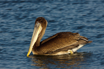 Brown Pelican, Pelecanus occidentalis, in non-breeding plumage