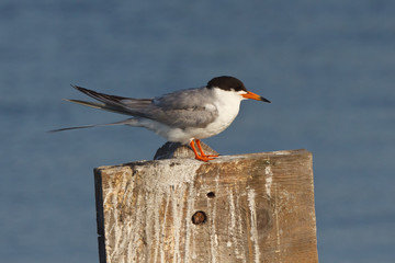 Forster's Tern