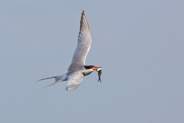 Elegant Tern in flight carrying a fish
