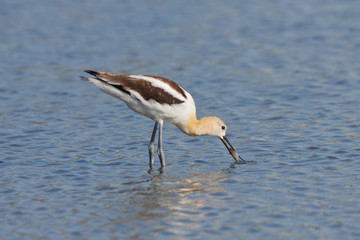 American Avocet, Recurvirostra americana