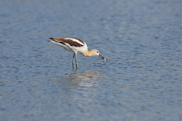 American Avocet, Recurvirostra americana