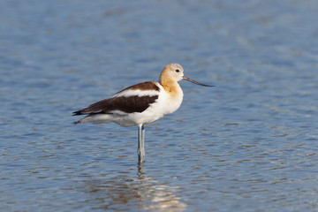 American Avocet, Recurvirostra americana