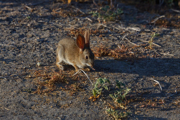Audubon's Cottontail, Sylvilagus audubonii