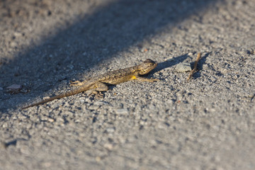 Western Fence Lizard, Sceloporus occidentalis