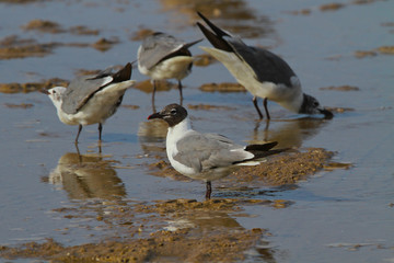 Laughing Gull at beach
