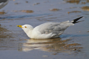 Ring-billed Gull in Beach Puddle