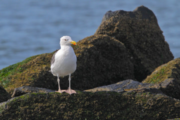 Great Black-backed Gull on Jetty