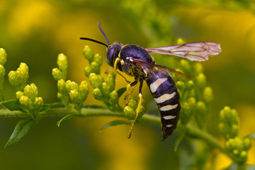 Sand Wasp, Bicyrtes quadrifasciatus