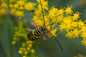 Locust Borer, Megacyllene robiniae, on Goldenrod