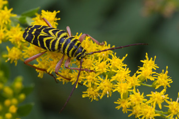 Locust Borer, Megacyllene robiniae