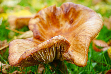 mushroom on the ground