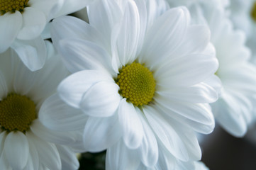 beautiful white flowering chrysanthemums close up