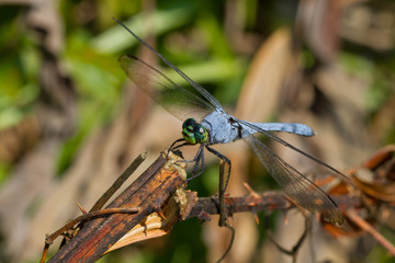 Male Eastern Pondhawk Dragonfly, Erythemis simplicicollis
