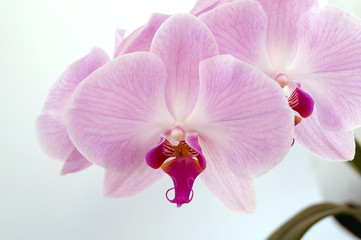 Fototapeta na wymiar Beautiful gentle flowers of Phalaenopsis orchids on a gray background.