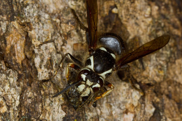 Baldfaced Hornet, Dolichovespula maculata
