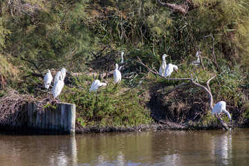 Group of Little Egrets, Egretta garzetta, in the Camargue in France